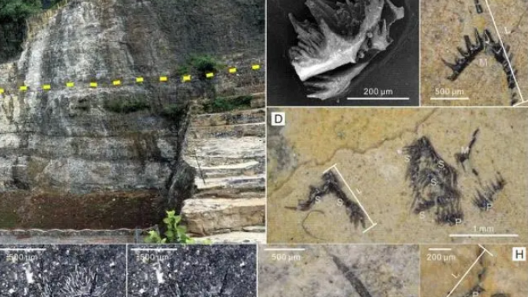 研究团队发现罕见“毫米级”三叠纪化石库